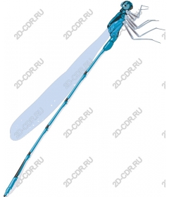  Bright turquoise dragonfly