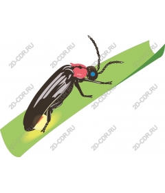  Firefly on a green leaf