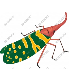  Colorful insect
