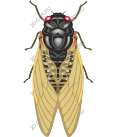  Colourful Cicada