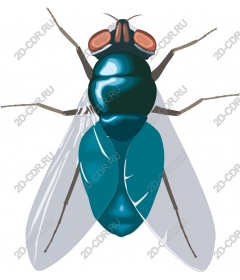  Fly - turquoise graphics