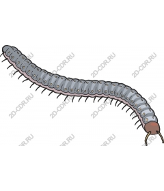  Bizarre caterpillar