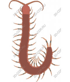  The illustrated centipede
