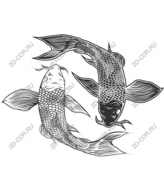 The koi fish is an Elegant double