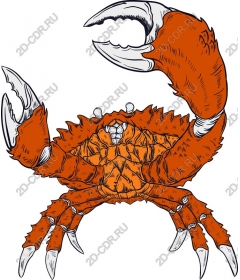  Bright orange crab