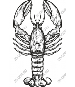  Premium Lobster