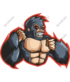  Powerful muscular gorilla