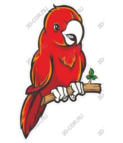  Bright red parrot