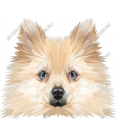 Pomeranian Low-Poly