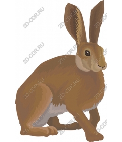  Charming brown hare