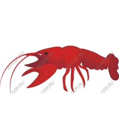  Bright red lobster
