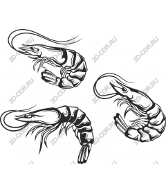  Collection of shrimp