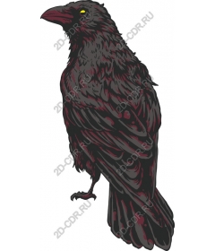 The Majestic Raven