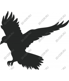  Soaring Bird