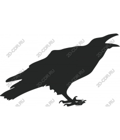 Crow