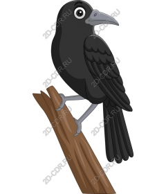  Charming Black Bird
