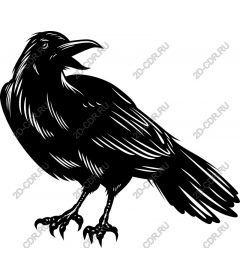 Raven - Black crow and Elegant