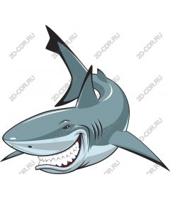  A playful shark