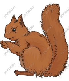  Charming brown squirrel