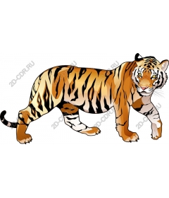 Majestic tiger