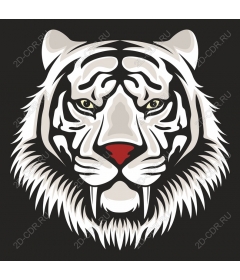  A Majestic White Tiger