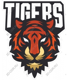 Head of a ferocious tiger