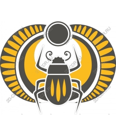  Elegant round beetle