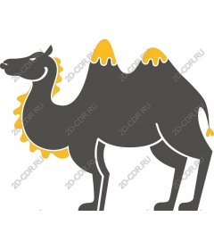  Fancy camel