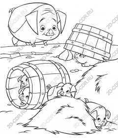 Playful pigs on the farm