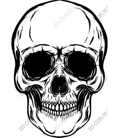  Classic skull