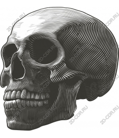  Замысловатый череп