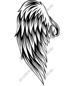  Elegant wing