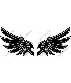 Majestic black wing