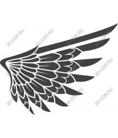  Elegant a bird's wing