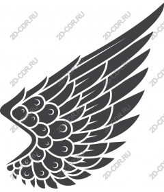  Elegant wing