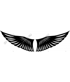  Elegant wing