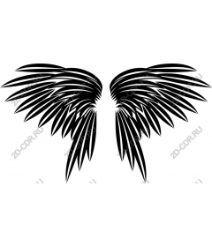 Majestic black wing