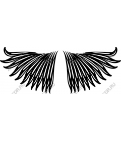  Elegant wing