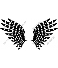  Black-and-white wing
