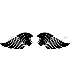  Elegant black wing