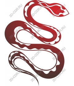  Elegant snake