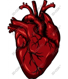  The Human Heart