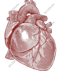  Complex human heart