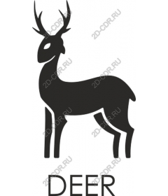  Elegant deer