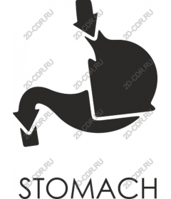 Stomach