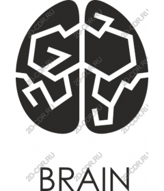  Elegant Brain
