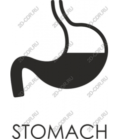 Stomach