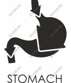 Stomach