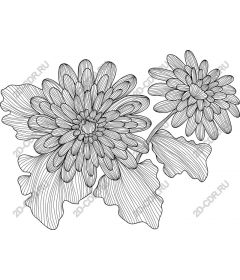 Flowering chrysanthemums