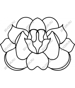 Lotus flower